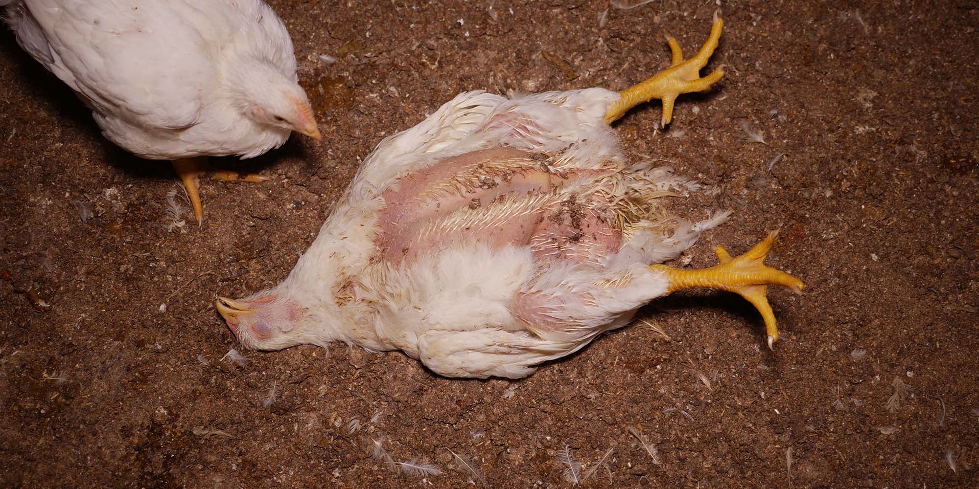 Totes Huhn