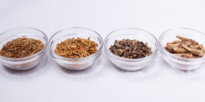 die 4 insekten