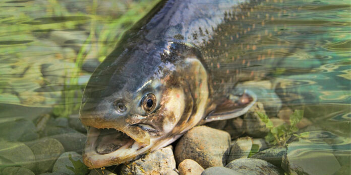 fisch pixabay